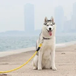 Zippy Paws - Climbers Rope Leash - Original - Yellow